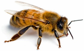 Worker bee picture